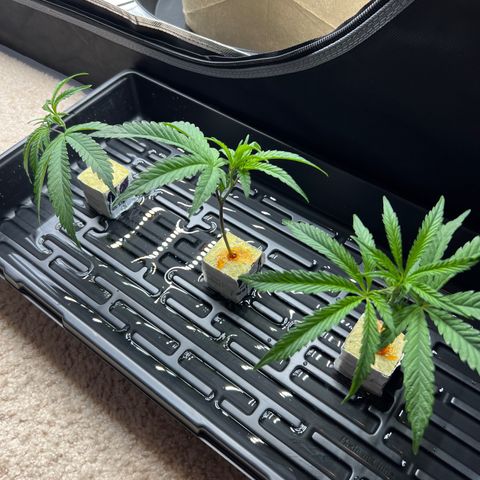 Gloria - First Grow (Clone) growlog photo: Topping and cloning trimmings.