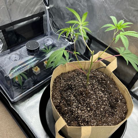 Gloria - First Grow (Clone) growlog photo: Topping and cloning trimmings.