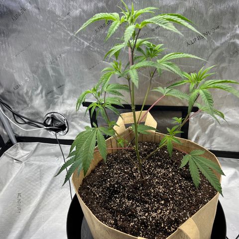 Gloria - First Grow (Clone) growlog photo: Topping and cloning trimmings.