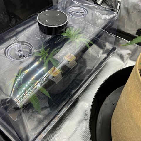 Gloria - First Grow (Clone) growlog photo: Topping and cloning trimmings.