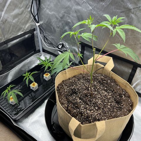 Gloria - First Grow (Clone) growlog photo: Topping and cloning trimmings.