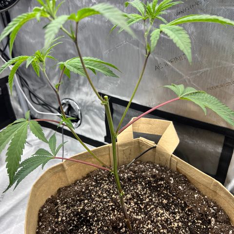 Gloria - First Grow (Clone) growlog photo: Topping and cloning trimmings.