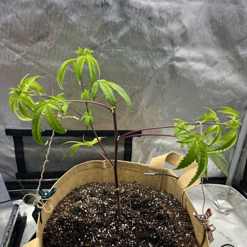 Gloria - First Grow (Clone) growlog photo: Started low stress training 