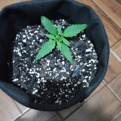 Lemon Haze growlog photo: Desenvolvimento absurdo! 