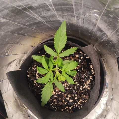 Lemon Haze growlog photo: Atualização de LST + dimy 15-05-05  e 10-10-10