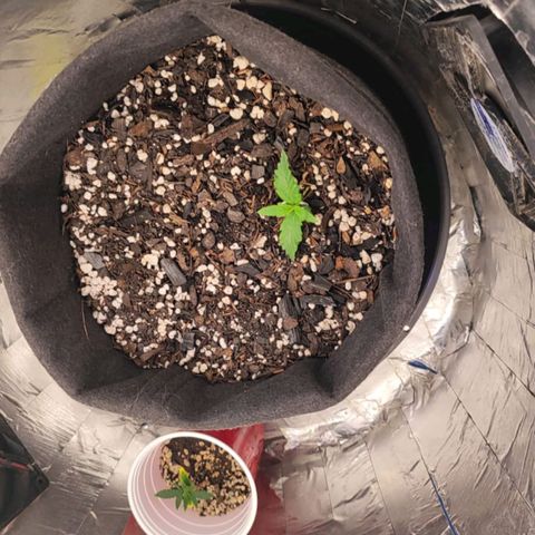 Lemon Haze growlog timeline photo