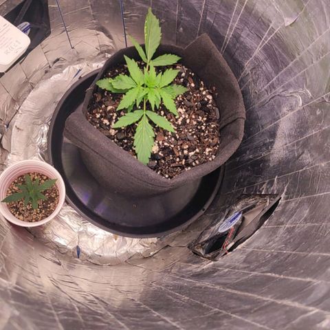Lemon Haze growlog timeline photo