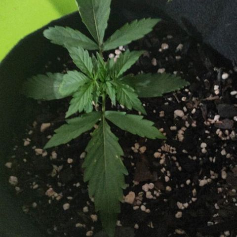 Lemon Haze growlog timeline photo