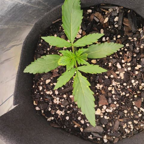Lemon Haze growlog timeline photo