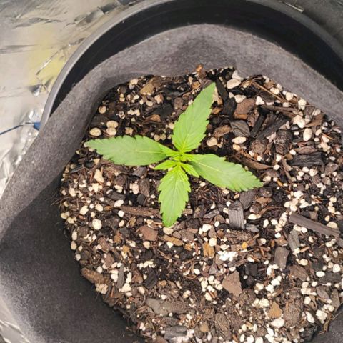 Lemon Haze growlog timeline photo