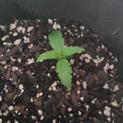 Lemon Haze growlog timeline photo