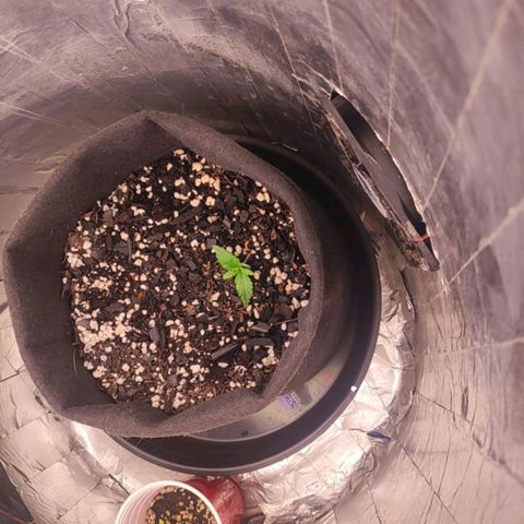 Lemon Haze growlog timeline photo