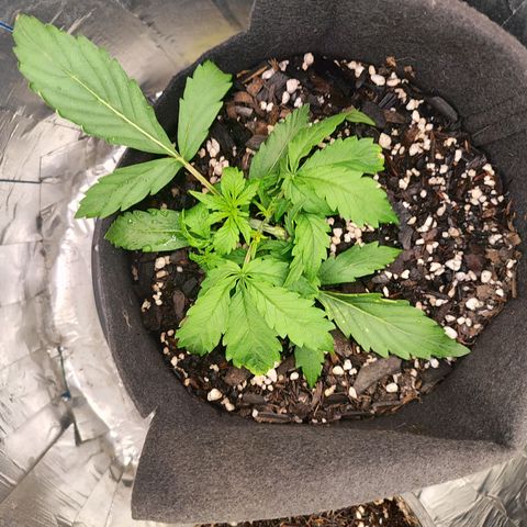 Lemon Haze growlog photo: Aumentei um pouco a intensidade da luz 