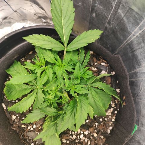 Lemon Haze growlog timeline photo