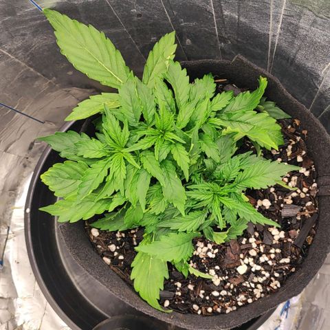Lemon Haze growlog photo: Alimentação, amanhã apenas água 