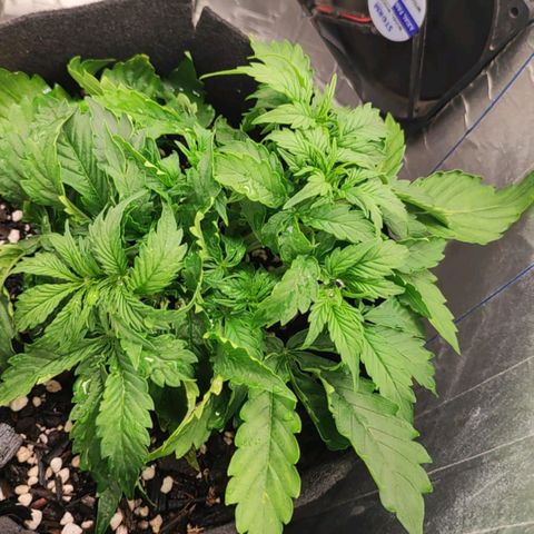 Lemon Haze growlog photo: Tirei algumas folhas que estavam atrapalhando os novos ramos, logo logo fazer a LST levando cada ramo pra um extremo do vaso 