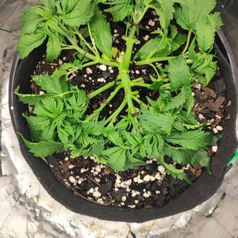 Lemon Haze growlog photo: Tô muito contente com o resultado, hj foi dia de LST e alimentação! Espero que ela se recupere bem, estou tendo uma Vega quase que perfeita até agora. Basta aguardar ela flipar sozinha já que é auto 