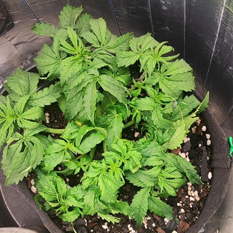 Lemon Haze growlog photo: 70% do vaso completo