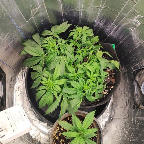 Lemon Haze growlog photo: LST atualizada, solo ainda úmido