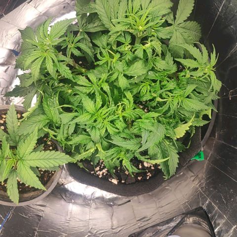 Lemon Haze growlog photo: Cropping, Atualização de LST e apenas água 