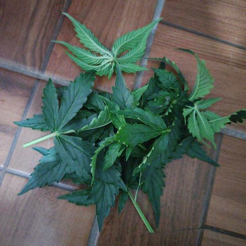 Lemon Haze growlog photo: Desfiliação e alimentação Dimy