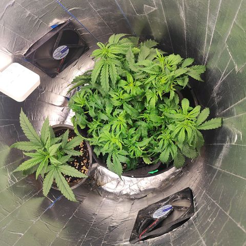 Lemon Haze growlog photo: Atualização de LST + poda 
