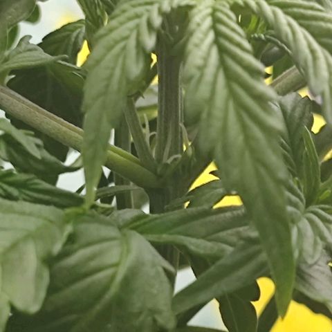 Lemon Haze growlog photo: Flipou, início da alimentação de flora