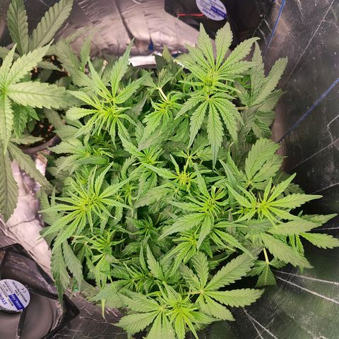 Lemon Haze growlog timeline photo