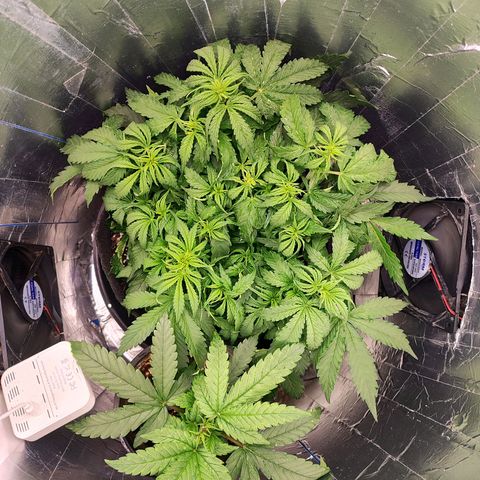 Lemon Haze growlog photo: Mais uma com alimentação, ontem não consegui dar água 