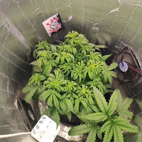Lemon Haze growlog photo: Coloquei um marcador pra acompanhar o crescimento, pretendo tirar só quando for fazer o lollipoping se eu fizer, apenas água 