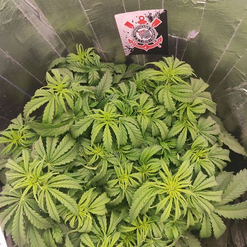 Lemon Haze growlog photo: 30 dias, agora com o marcador e como não pretendo tirar ela do balde tão cedo, vou tirar foto apenas do mesmo ângulo