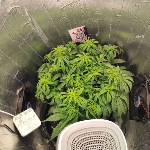Lemon Haze growlog photo: Subi os leds fiz uma boa defoliei bastante e coloquei um desumidificador 