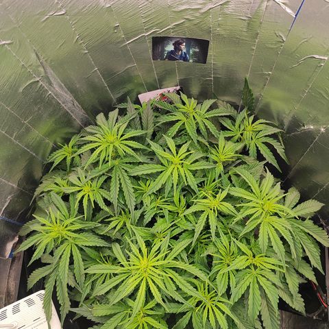 Lemon Haze growlog photo: Precisei colocar outro adesivo