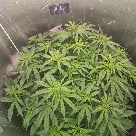 Lemon Haze growlog photo: 😤