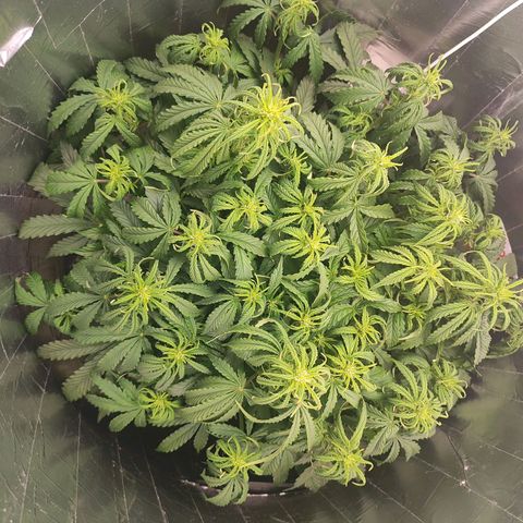Lemon Haze growlog photo: O frio deu uma magoada 