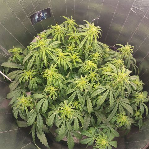 Lemon Haze growlog photo: Temperatura voltou mas ela ainda não reagiu 