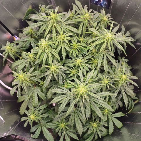 Lemon Haze growlog photo: Se recuperando do frio 