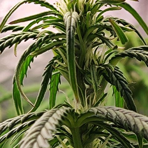 Lemon Haze growlog timeline photo