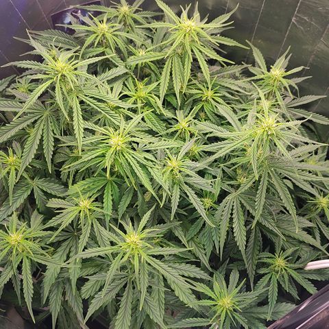 Lemon Haze growlog timeline photo