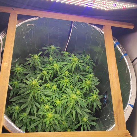 Lemon Haze growlog photo: 💨