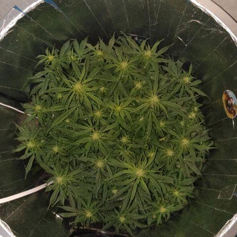 Lemon Haze growlog timeline photo