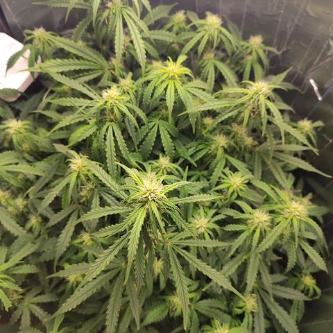 Lemon Haze growlog timeline photo