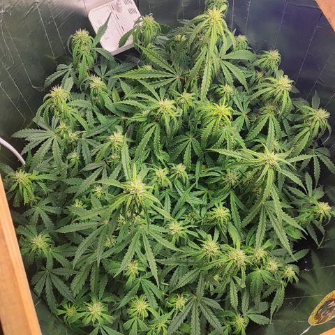 Lemon Haze growlog timeline photo