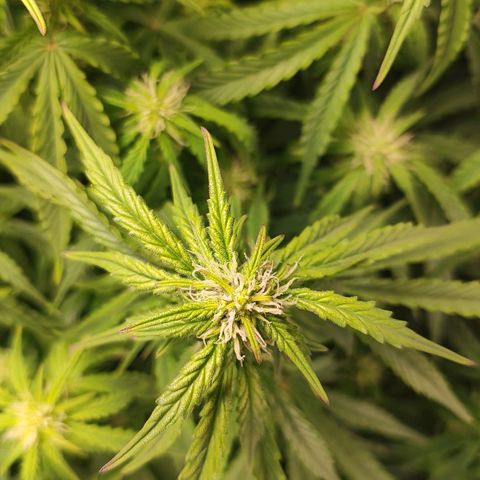 Lemon Haze growlog photo: Amanhã vou forçar o Dimy e cortar o nitrogênio 