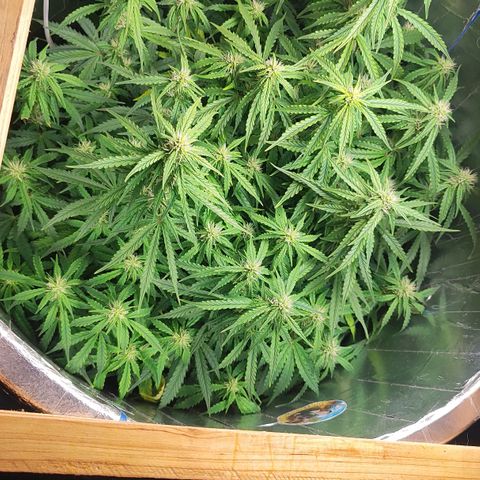 Lemon Haze growlog timeline photo