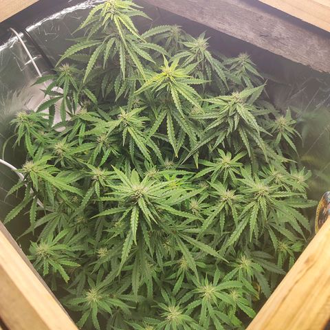 Lemon Haze growlog photo: 🤤