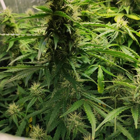 Lemon Haze growlog timeline photo