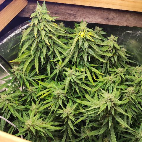 Lemon Haze growlog timeline photo