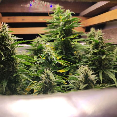Lemon Haze growlog timeline photo