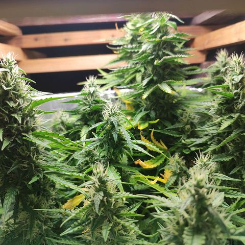 Lemon Haze growlog timeline photo